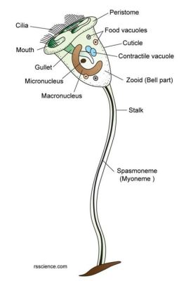  Vorticella！一種擁有旋轉構造的微小生物