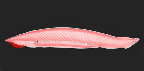   Anchored Amphioxus: An Unassuming Creature Hiding a Symphony of Biological Complexity!