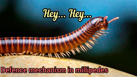  Millipede 牠們的肢體數量令人難以置信，且擁有獨特的防禦機制