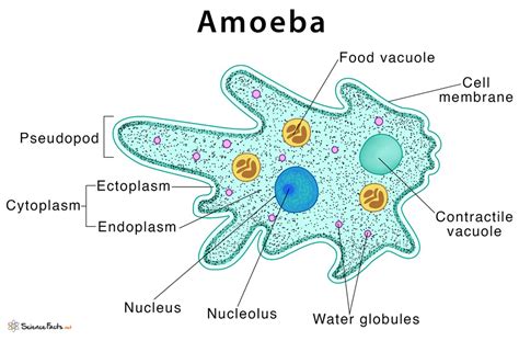  Quacking Amoeba: How Does This Tiny Blob Move Like It Has Feet?