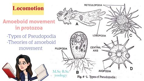   Uroleptus 獨特的偽足運動方式讓你目瞪口呆！