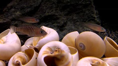  Xavier's Mystery: A Curious Shell Dweller With Both Elegant Stripes and a Voracious Appetite!