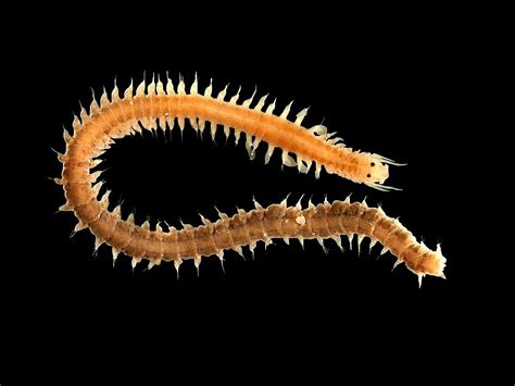  Yellow-Striped Polychaete Worm，A Tiny Creature That Thrives In Murky Depths and Embraces The Intricacies of Sediment Life!